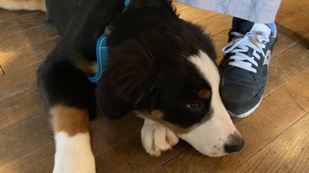 獣医師による大型犬の食事に関するアドバイス