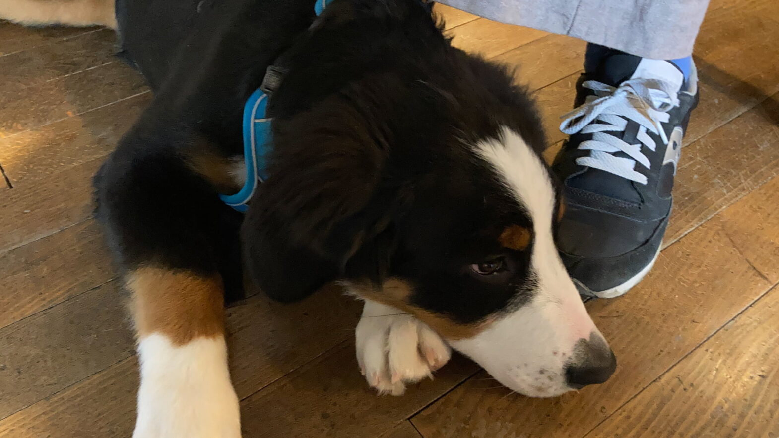 獣医師による大型犬の食事に関するアドバイス