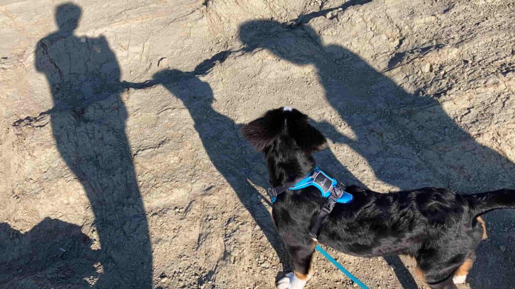 犬の訓練士から学んだ本当に大切な事