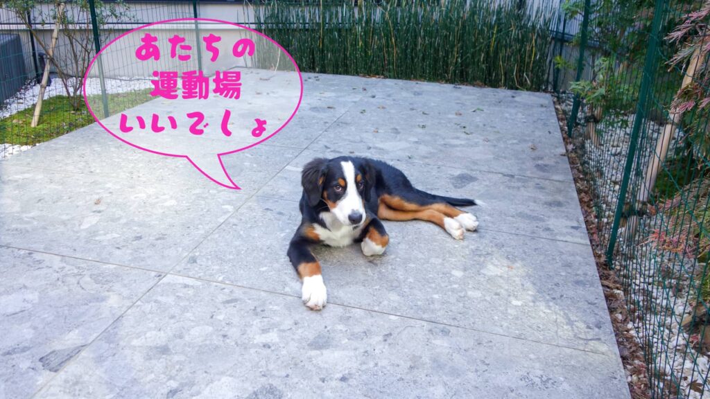 訓練士が指摘した飼育環境、滑らない床・大型トイレ・中庭ドッグラン