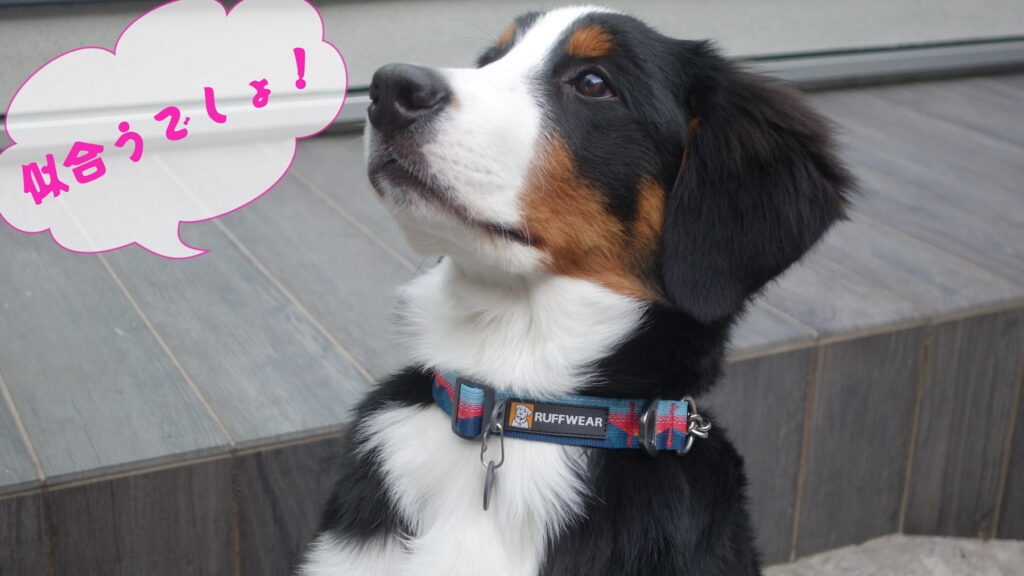 ハーフチョークを買いにグランベリーパークへ、鶴間公園も満喫