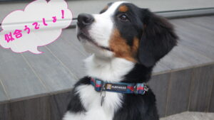 ハーフチョークを買いにグランベリーパークへ、鶴間公園も満喫