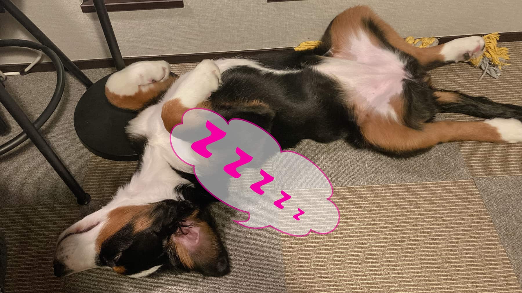 バーニーズが我が家に来て１ヶ月、生後４ヶ月目で成長した事