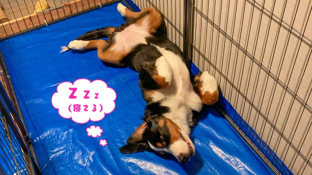 獣医師に聞いた「子犬期のドライフードの選び方・変え方」