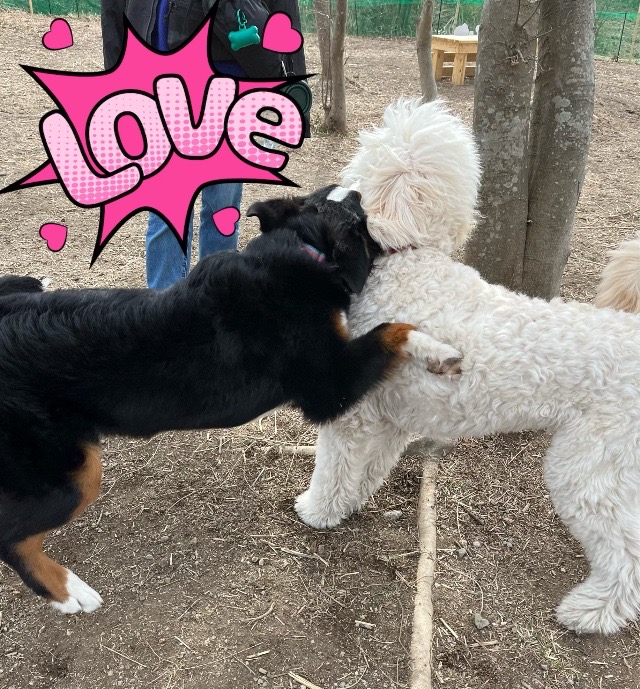 ドッグランで遊んできました@南葉山