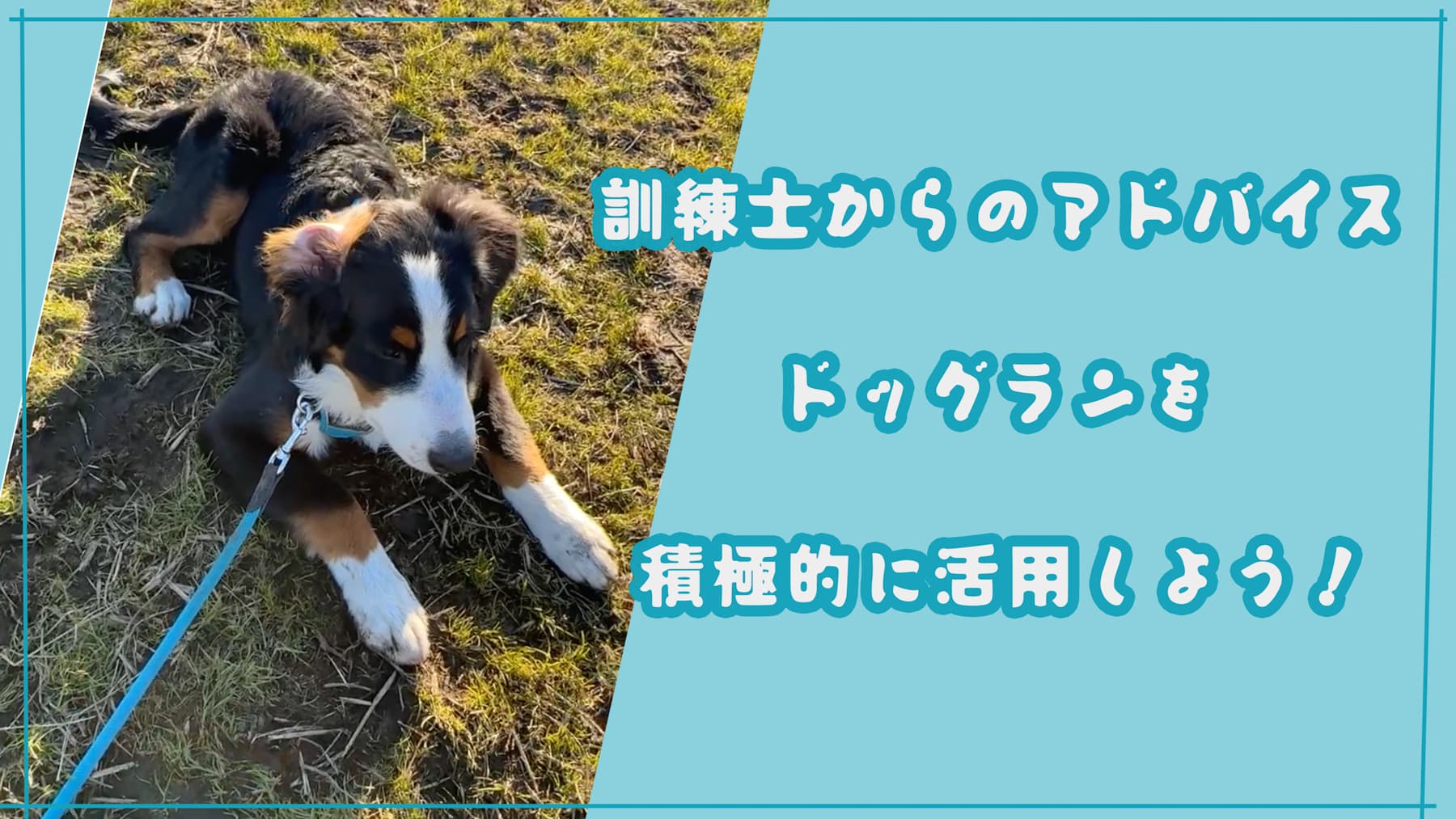 訓練士からのアドバイス、ドッグランを積極的に活用しよう！