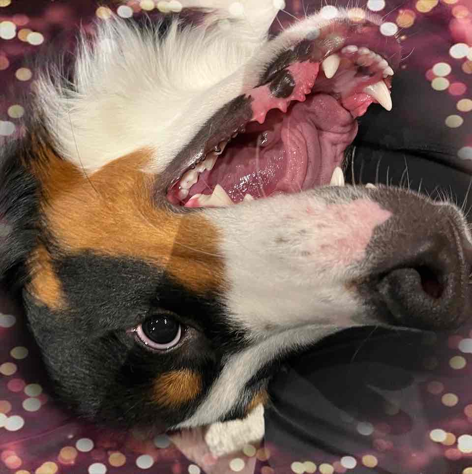 ワンコの歯磨き始めました