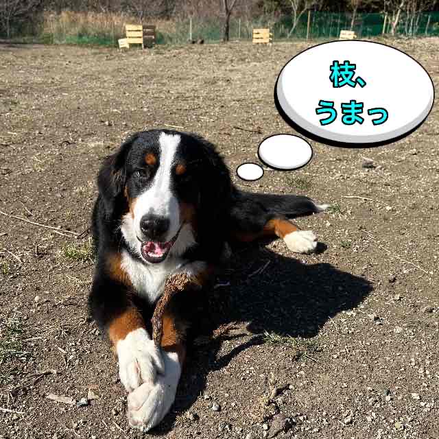 リタのお腹がピーピーだっ