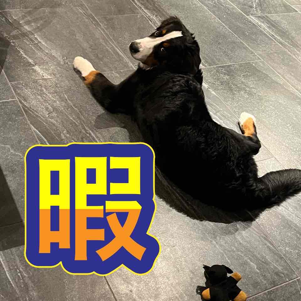 暇を持て余す超大型犬