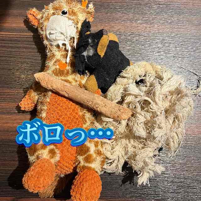 大型犬のオモチャは寿命が短い？