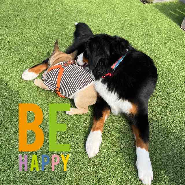 ドッグランで遊んできました @湘南国際村