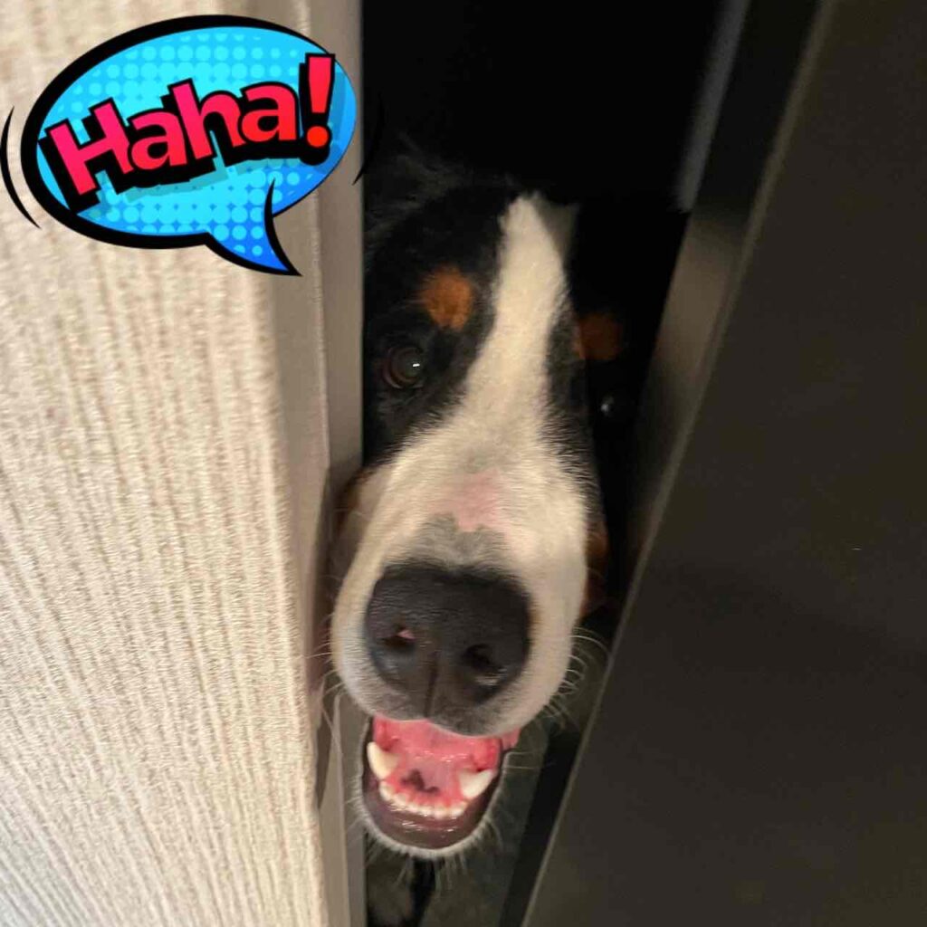 飼い主のつぶやき