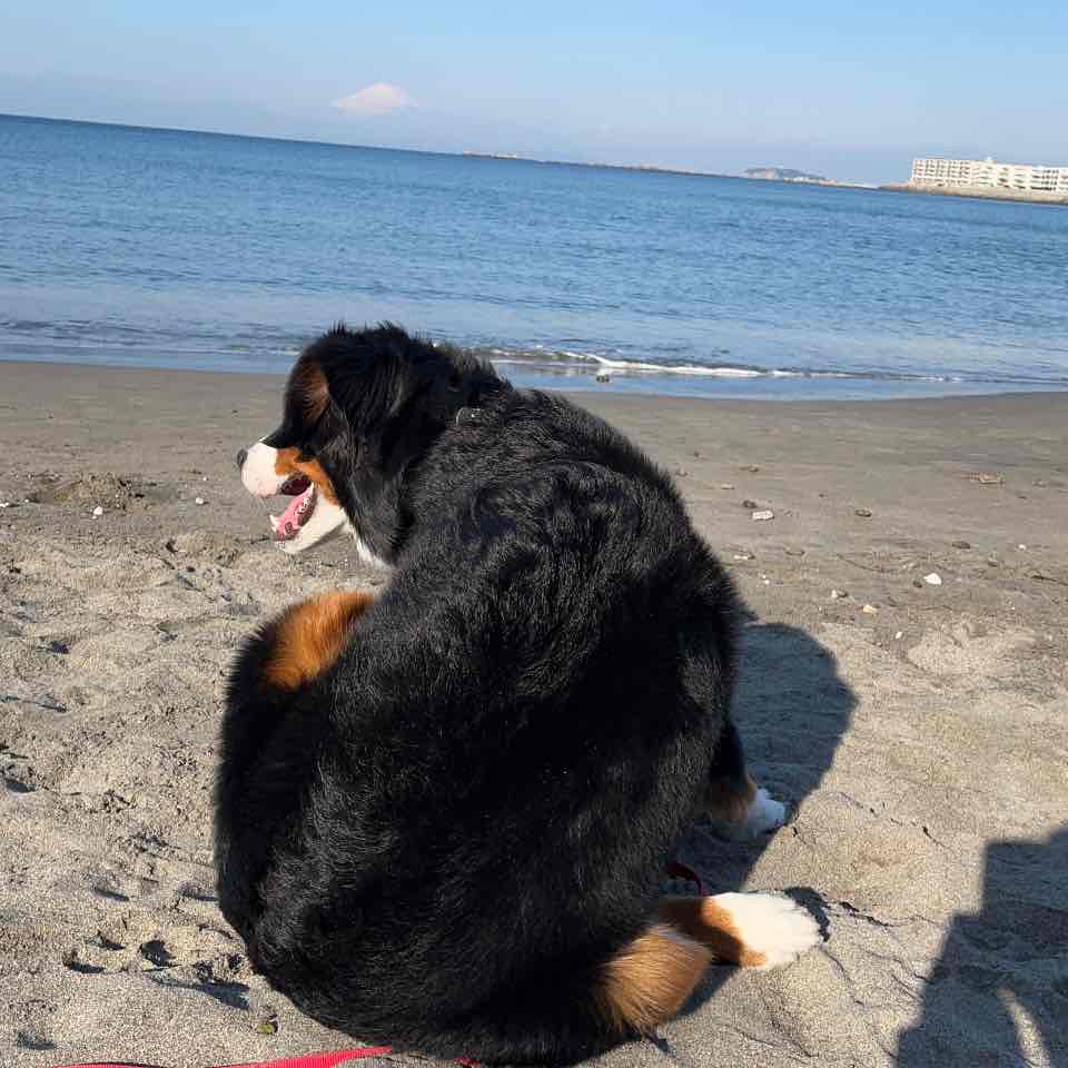 リタお腹ピーピー、途中経過