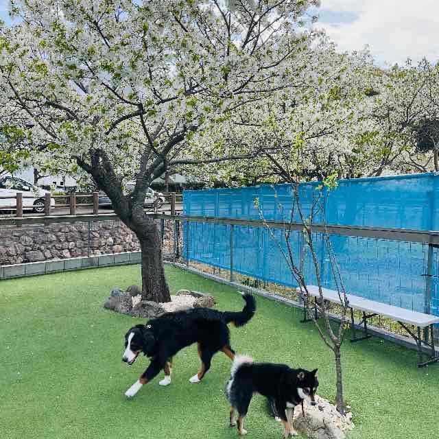 犬の反抗期　対策を訓練士に聞いた