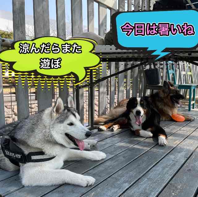 ドッグランの贅沢な使い方？