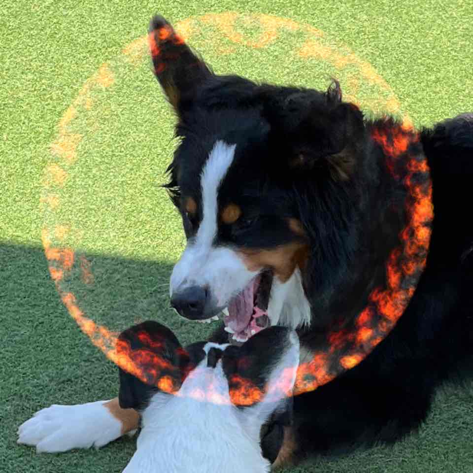 犬の反抗期について　序章