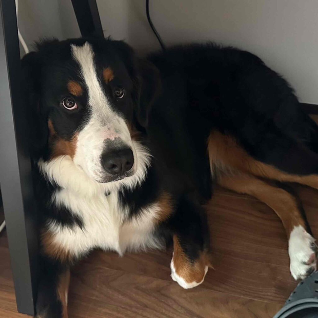 リタ、訓練課程を修了しました