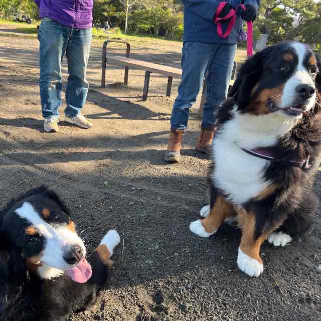 一色海岸でバニに逢えた日