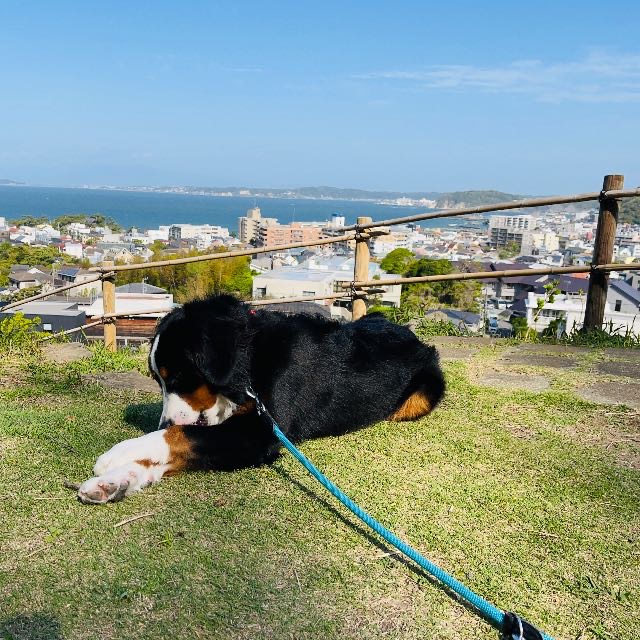 散歩の時間を早めました