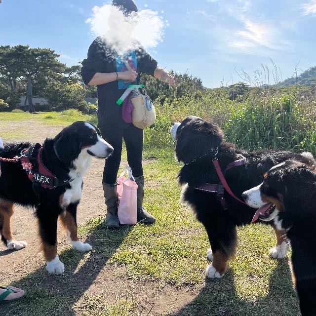 一色海岸でバニに逢えた日２