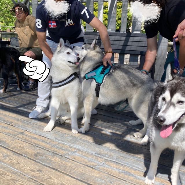 ハスキーに囲まれたバーニーズ