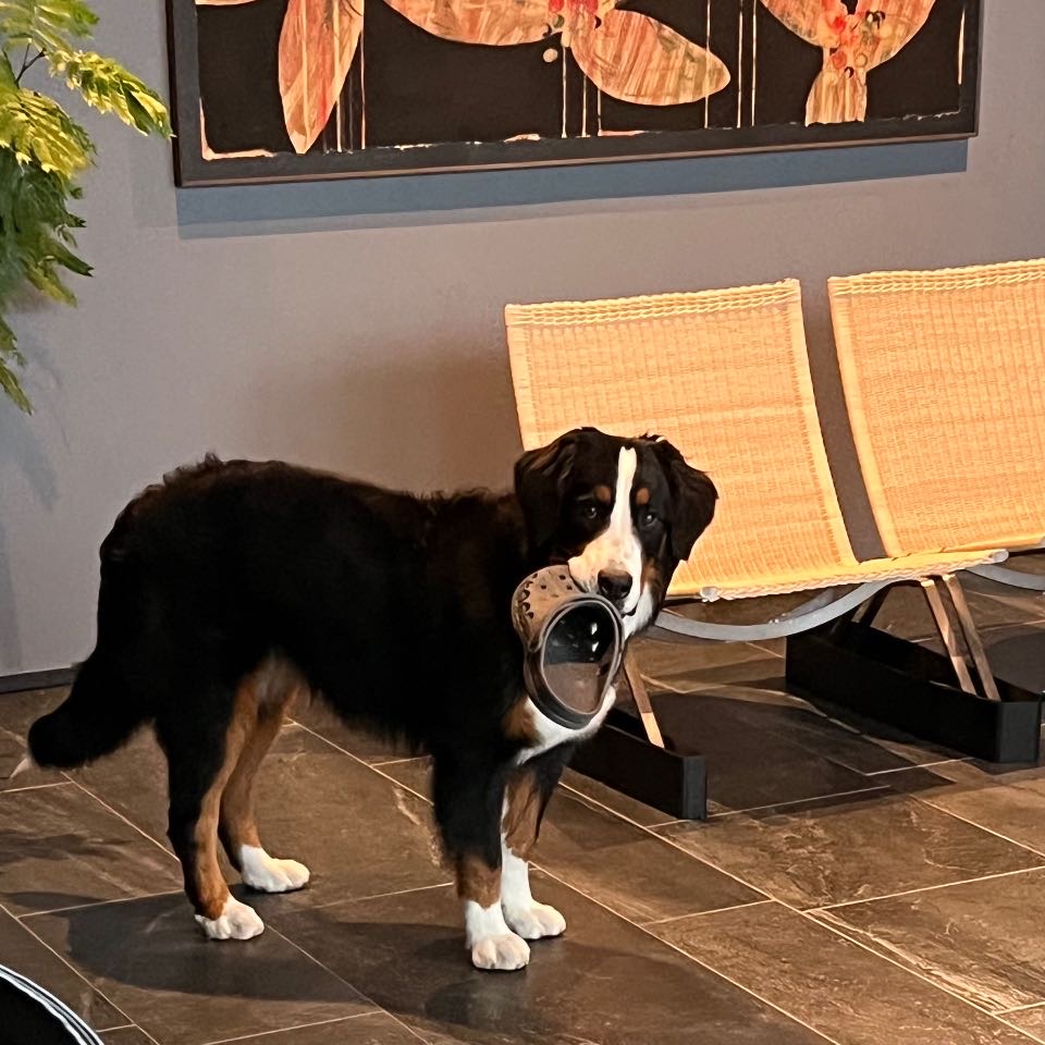 ゴハン探しの旅、再出発します