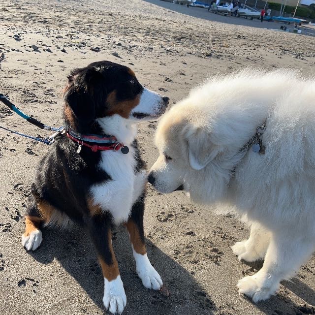 森戸海岸へお散歩に行きました