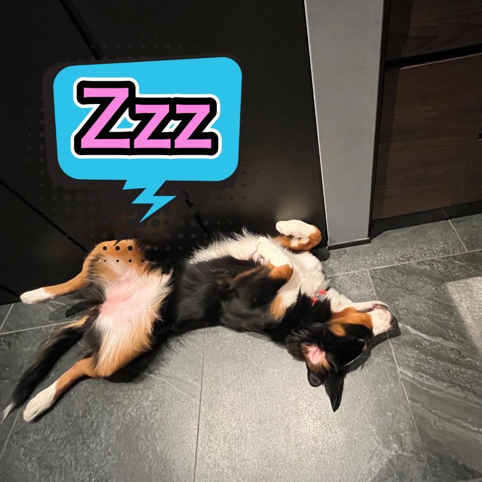 飼い主のつぶやき AM4:45