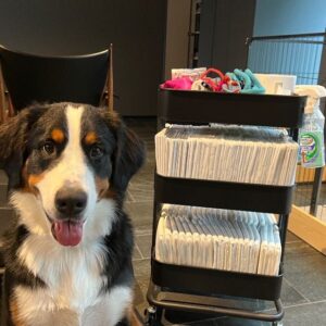 大型犬のトイレサイズ