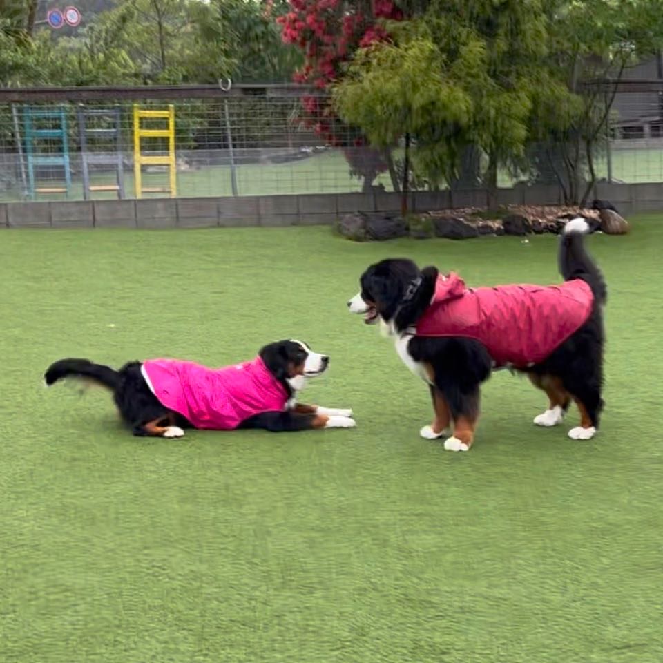 雨の日のドックランデート