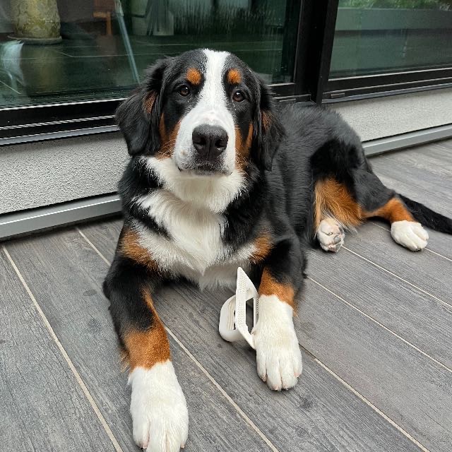 ダイエット、経過報告