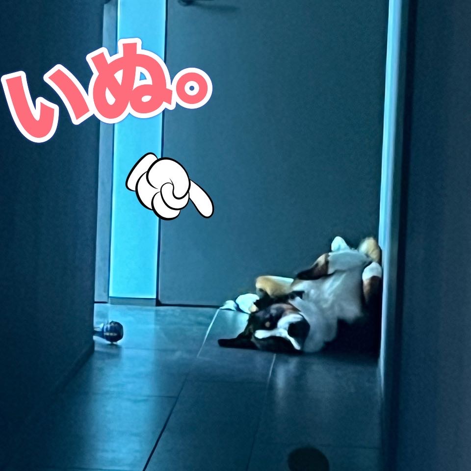 気温急上昇、散歩の悩み