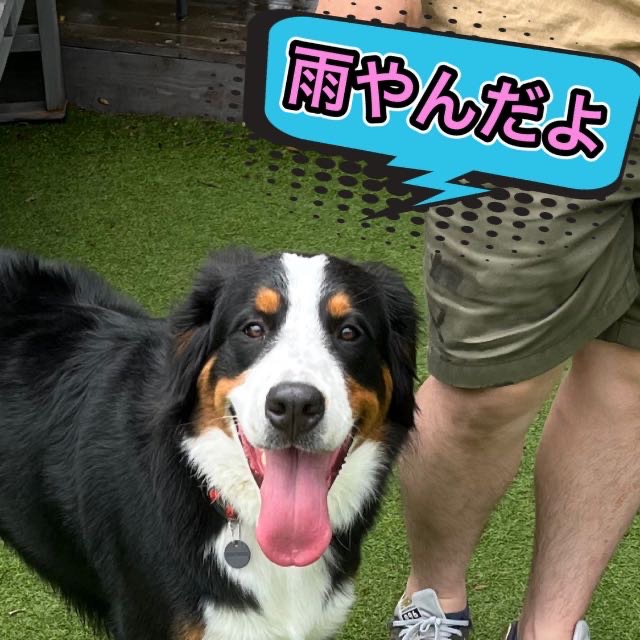 梅雨も、もう間近かな