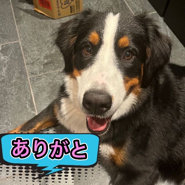 リタがオモチャ誤飲したドッグランが。