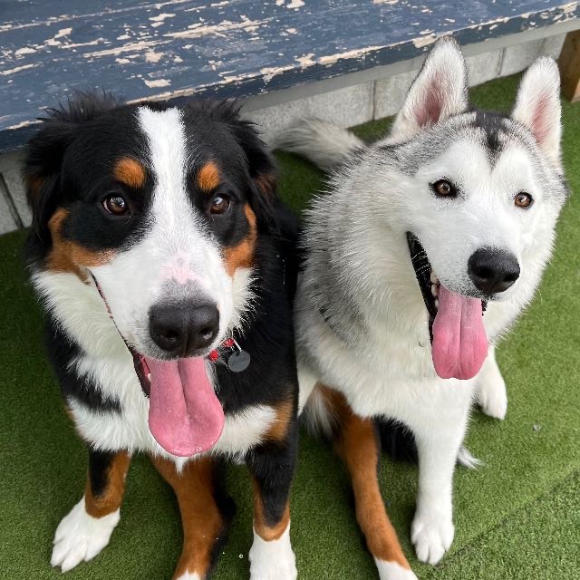 ハスキーとバーニーズ