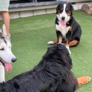 たっぷりバーニーズ