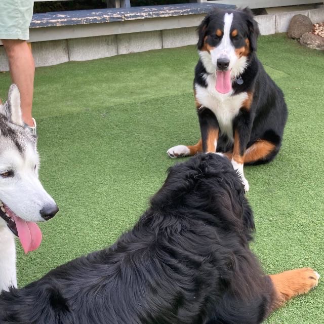 たっぷりバーニーズ