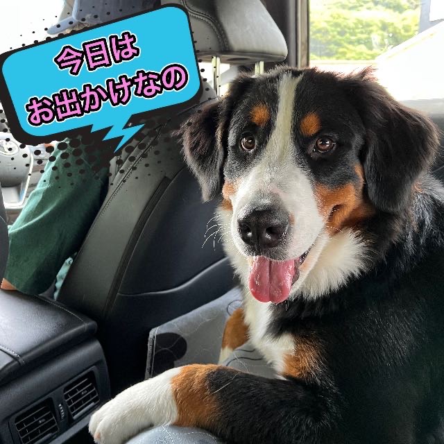 ドッグランだ！わんプロだっ！