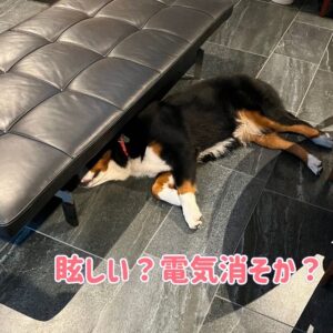 バーニーズ、ヒートを迎えるの巻