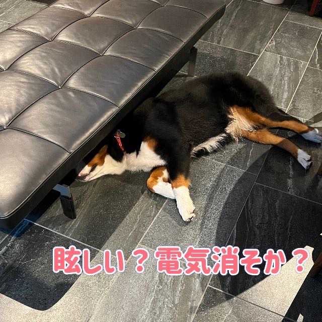 バーニーズ、ヒートを迎えるの巻