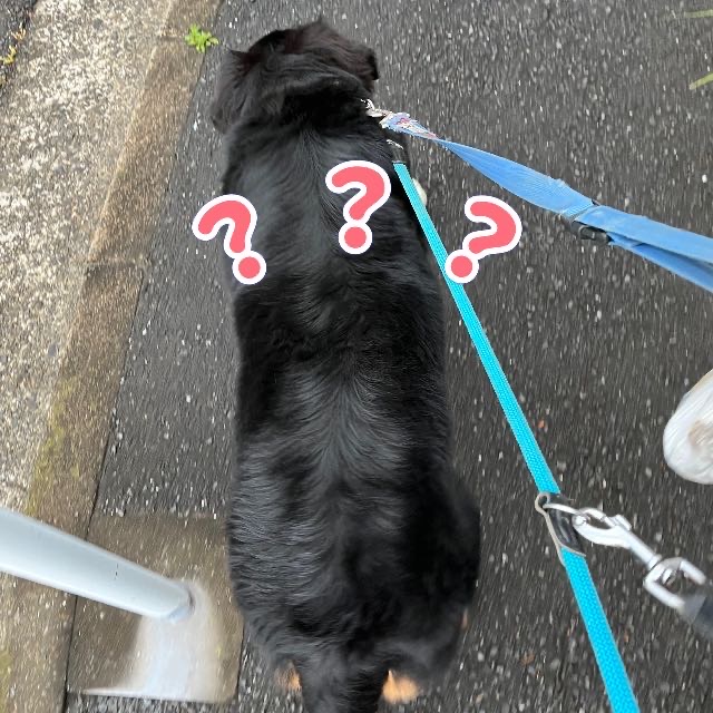 ダイエット　経過報告２