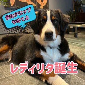 バーニーズ　ヒート記録１