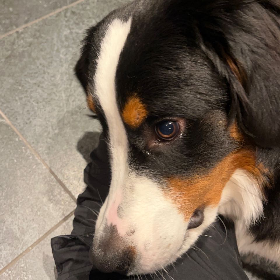 バーニーズ　ヒート記録2