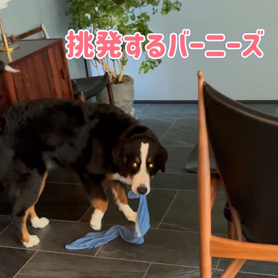 バーニーズ版 鬼ごっこ