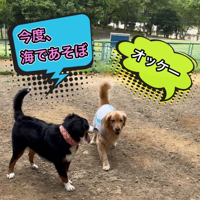 葉山町ドッグランアゲイン