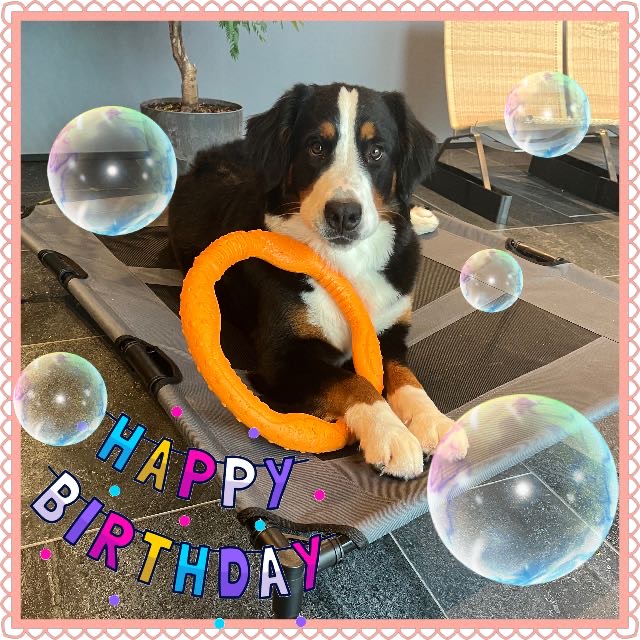 リタ １歳になりました