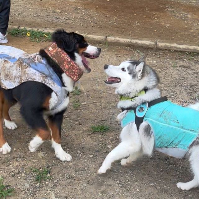 ハスキーは遊び上手だな