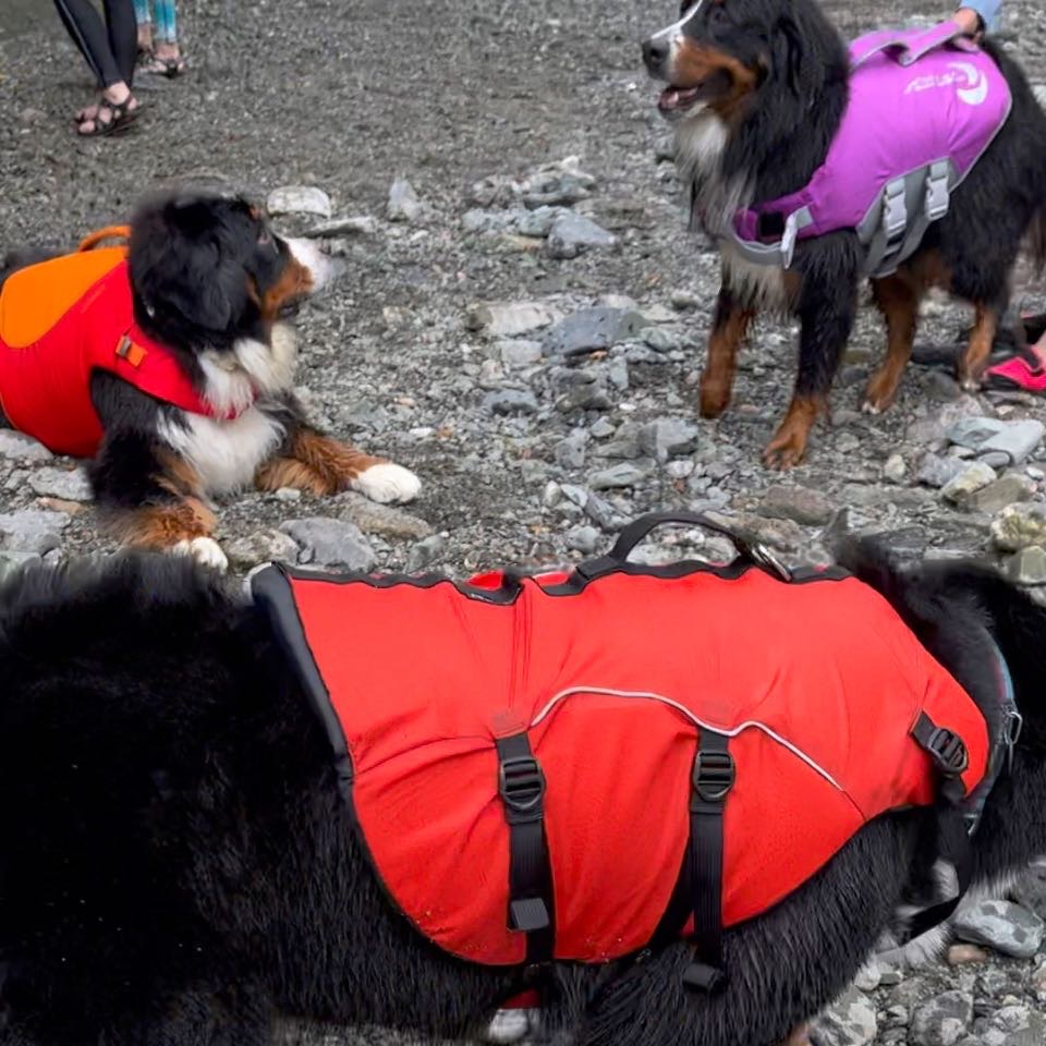 バーニーズの川遊び