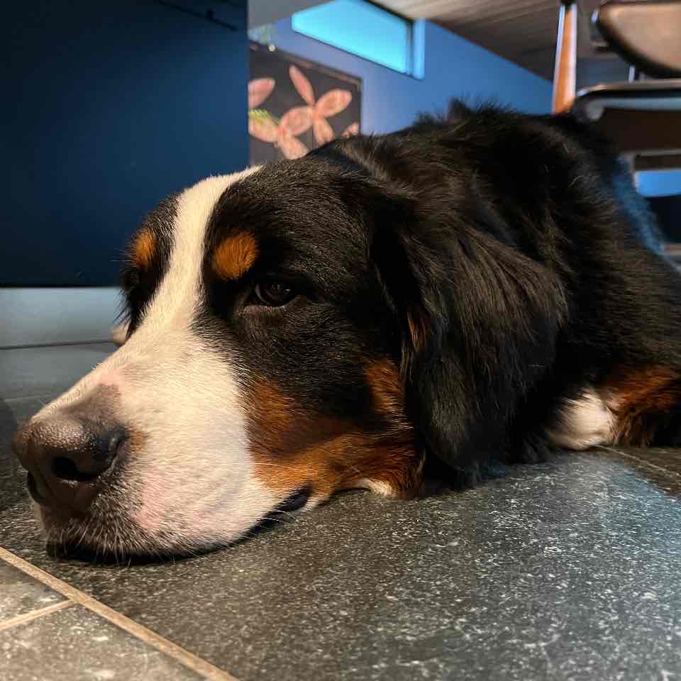 フード探しの旅　夏の陣