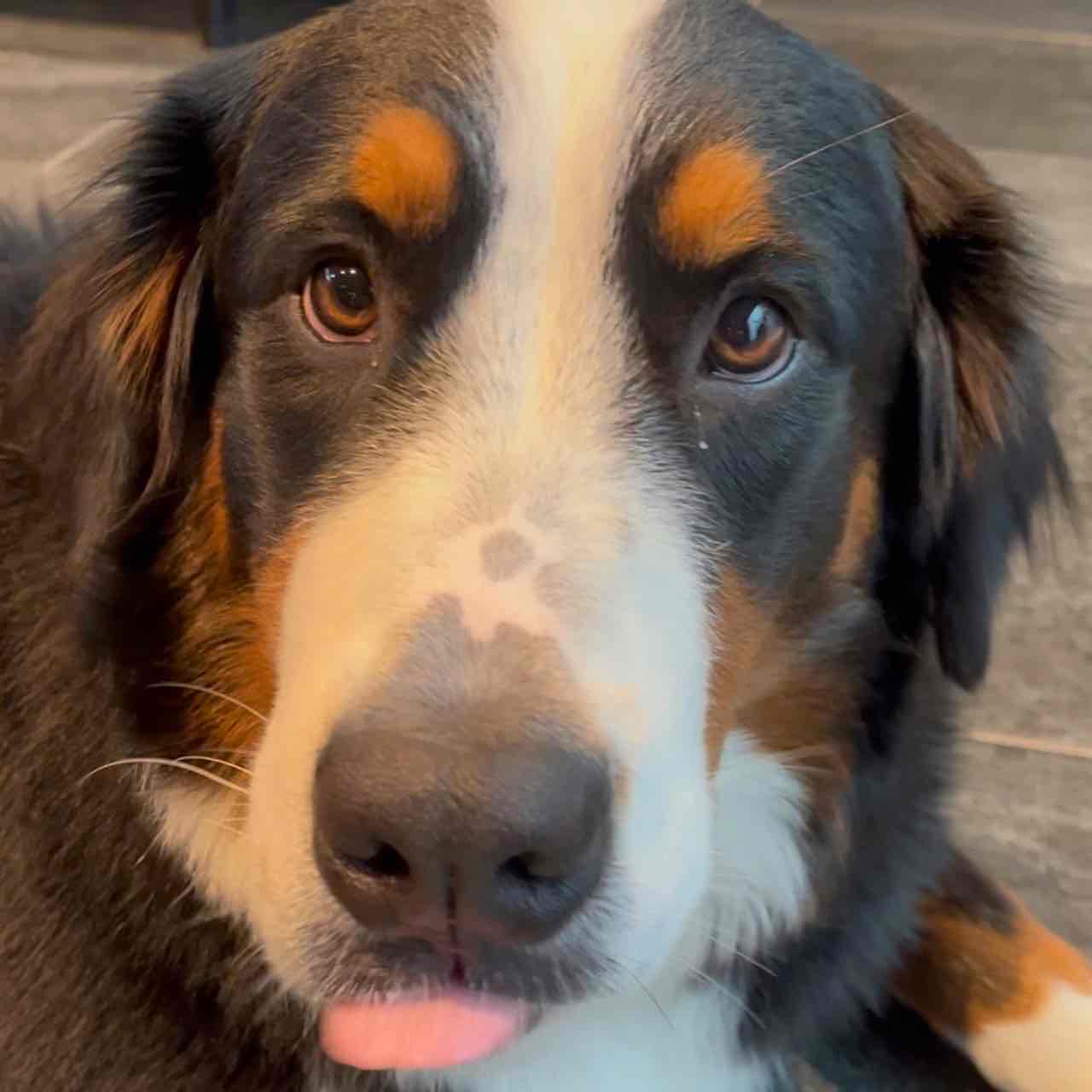 飼い主のつぶやき